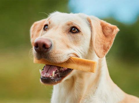 The Joy of Playing with Your Dog: Tips on Bonding and the Perfect Time for Chews (Churpi)