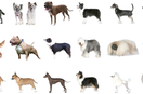 Exploring the Canine Tapestry: A Guide to Different Dog Breeds and Treats in the UK