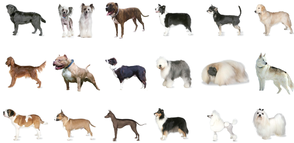 Exploring the Canine Tapestry: A Guide to Different Dog Breeds and Treats in the UK