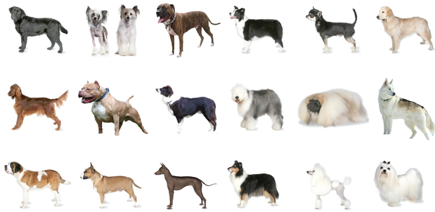 Exploring the Canine Tapestry: A Guide to Different Dog Breeds and Treats in the UK