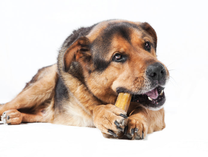 Single Piece - Himalayan Hard Cheese - Premium Dog Chew - Churpi