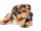 Single Piece - Himalayan Hard Cheese - Premium Dog Chew - Churpi